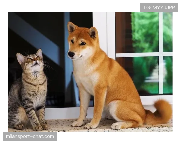 杨千霖家的狗都比你我活得精致
